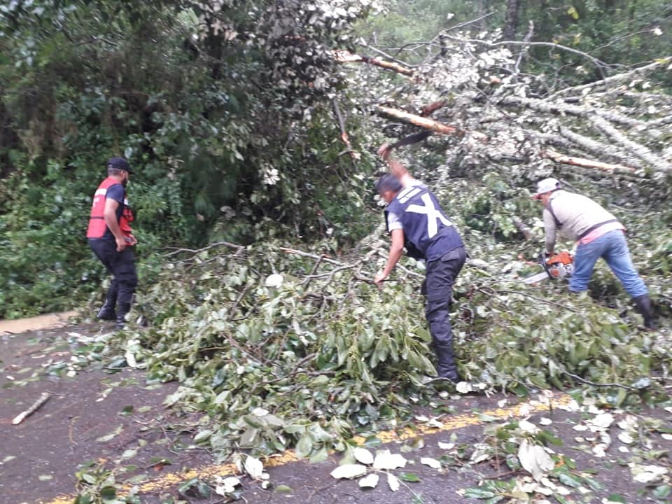 Protección Civil trabaja en el retiro de árboles